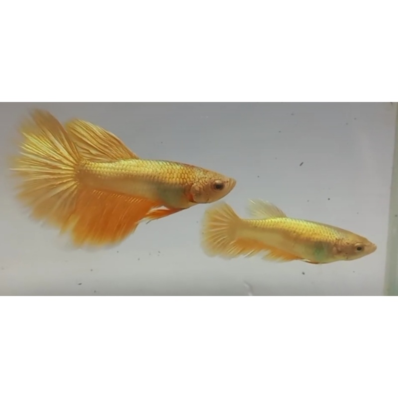 Halfmoon Super Gold Pair