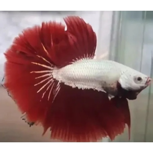 Halfmoon Red Dragon
