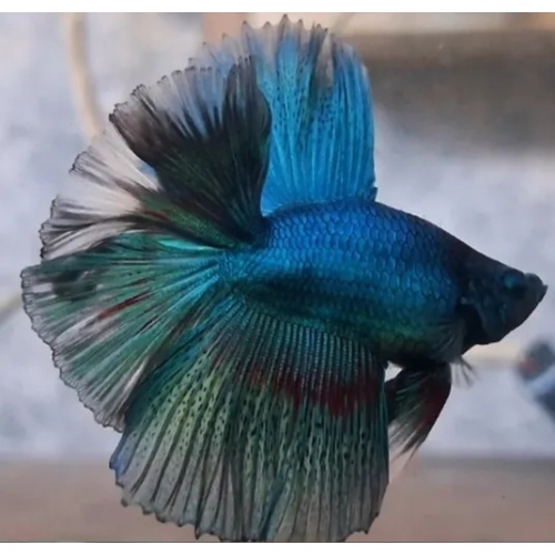 Halfmoon Unique Short Body Turquoise