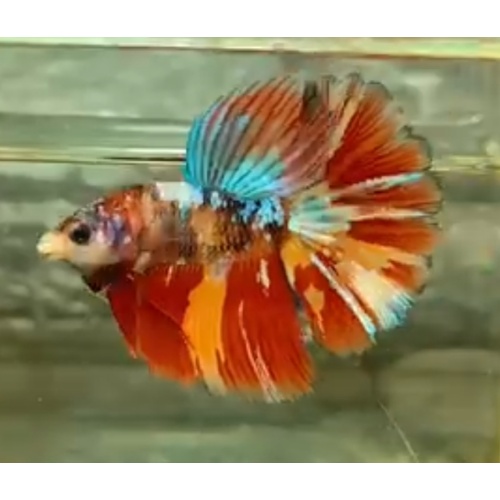 Halfmoon Nemo Multicolor