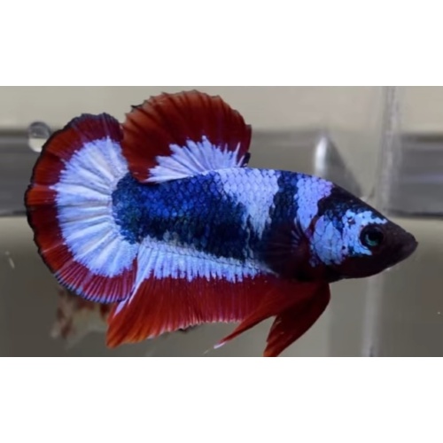HMPK Fancy Thai Flag
