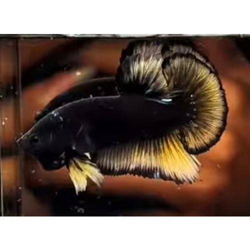 HMPK Black Yellow
