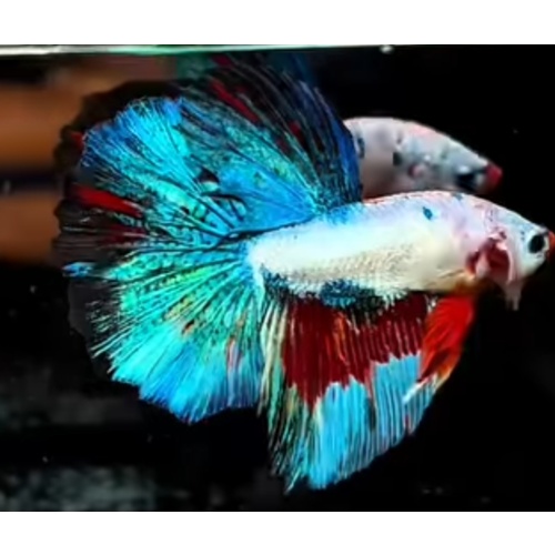 Halfmoon White Candy