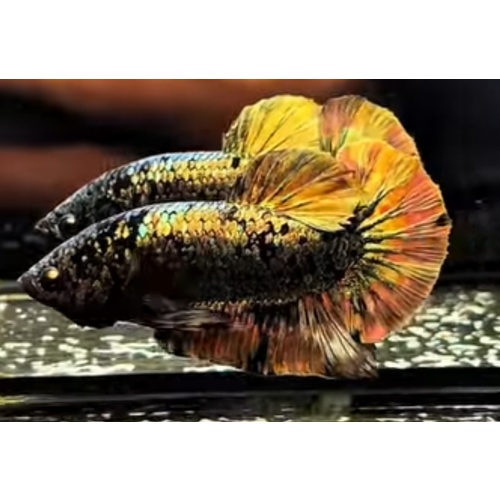 HMPK Avatar Copper Gold
