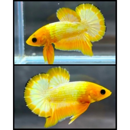 Yellow Fancy Copper