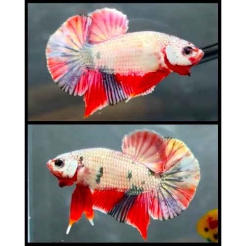 Nemo Copper 3