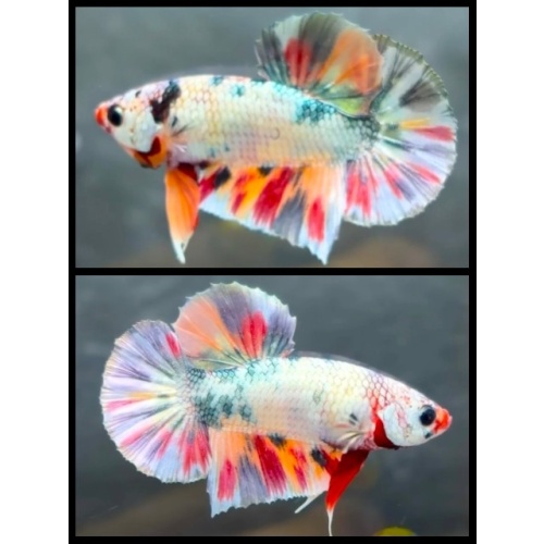Nemo Copper 2