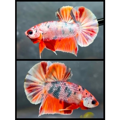 Nemo Copper 1