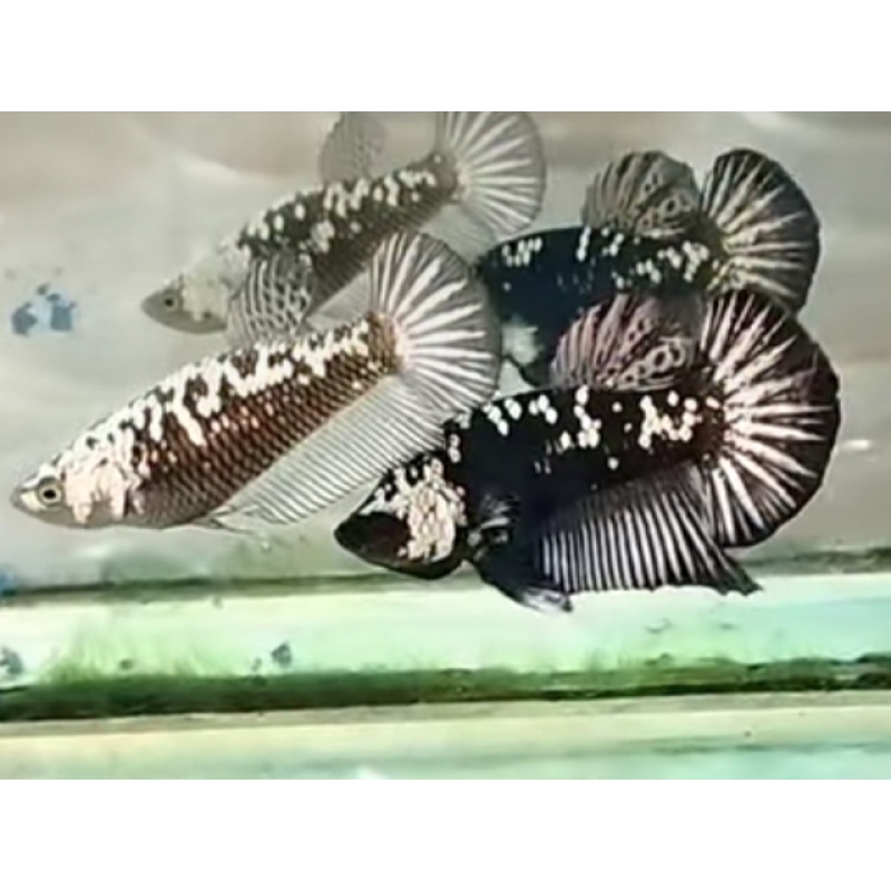 Pair Black Mamba Glitter