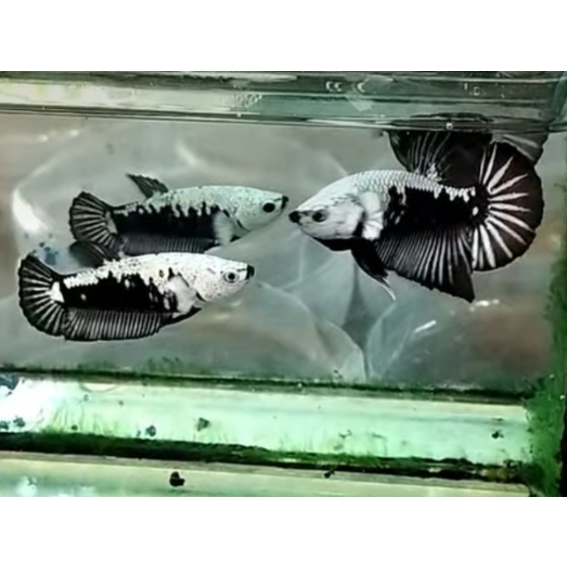 Pair Black Samurai