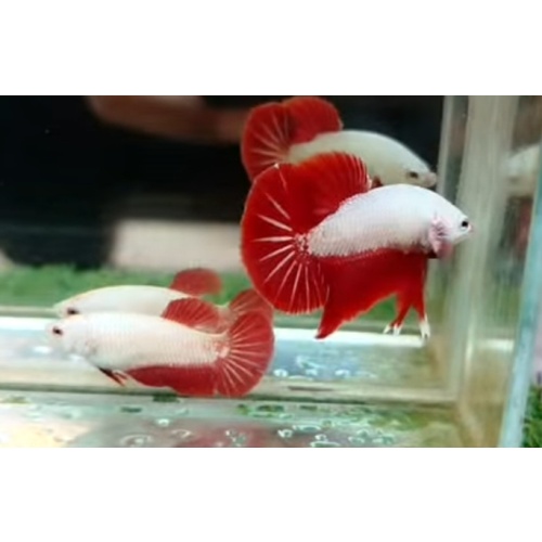 Pair Red Dragon