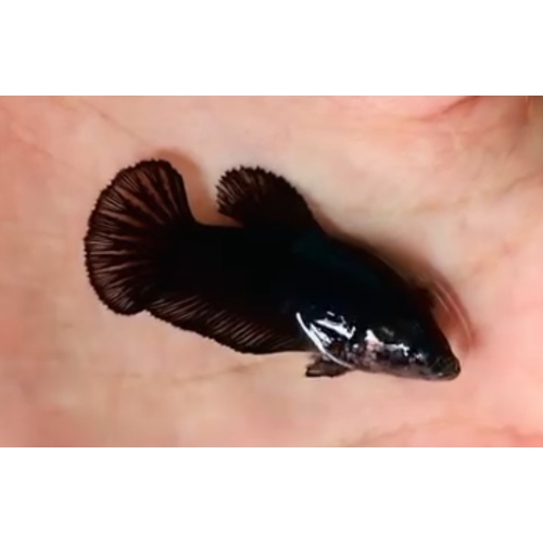 Female Black