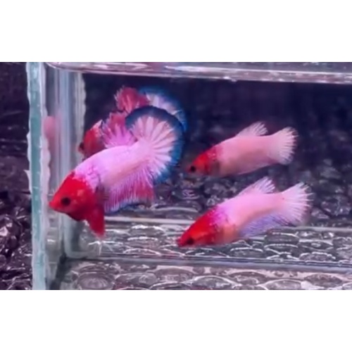 Pair White Scale
