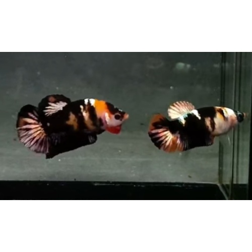 Pair Yellow Koi Copper
