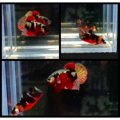 Pair Red Koi Copper Gold