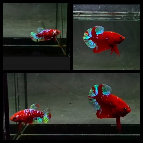 Pair Red Purple