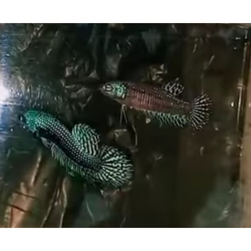 Pair Alien Green 2