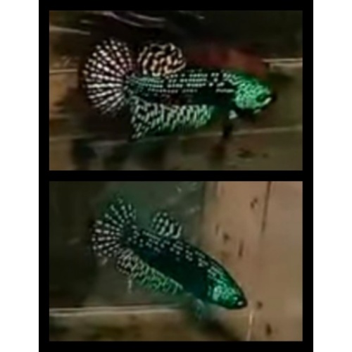 Pair Alien Green 1