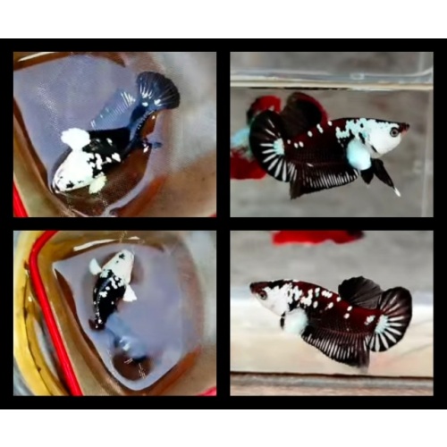 Pair Black Mamba White Ear