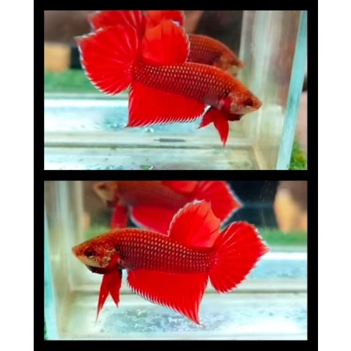 Splenden Red