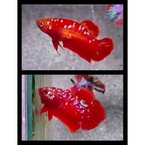 Pair Red Purple Galaxy 1