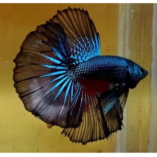 Blue Dragon