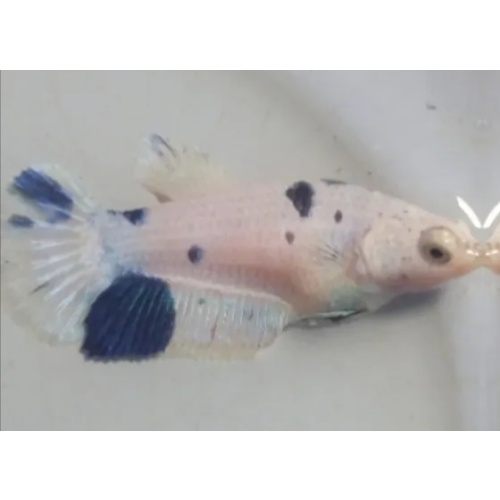 Female Marble