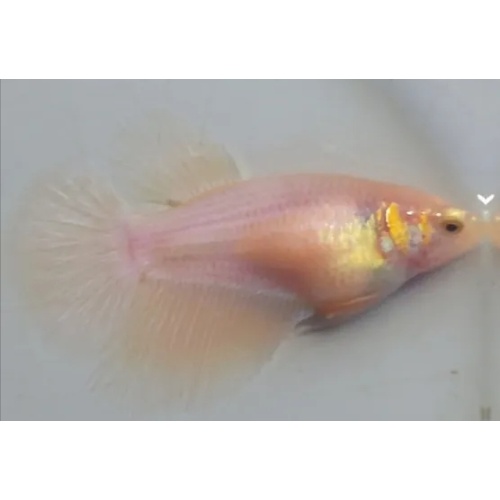 Female Pink