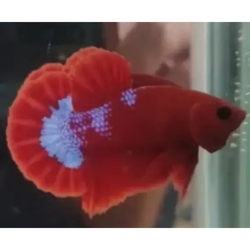 Red Fancy