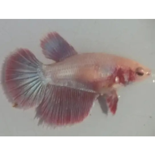 Female Rose Gold