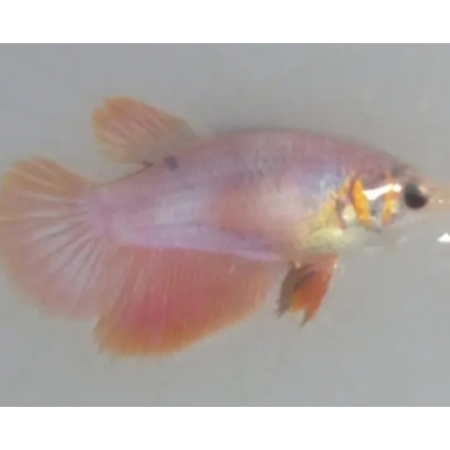 Female Orange Metallic