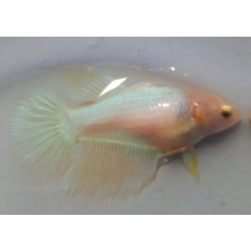 Female Yellow Aurora