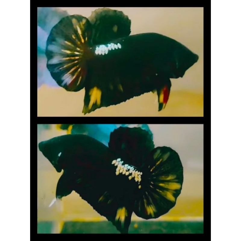 Black Bold Variation Nemo