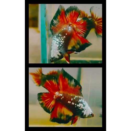 HMDT Black Mamba Fire