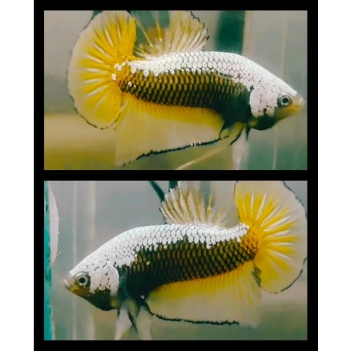 Yellow Samurai 2