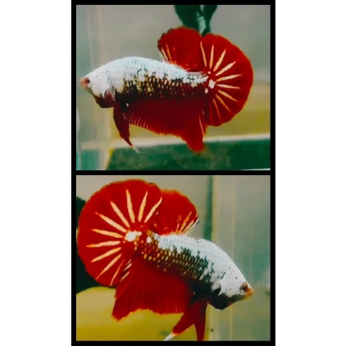 Red Samurai 2