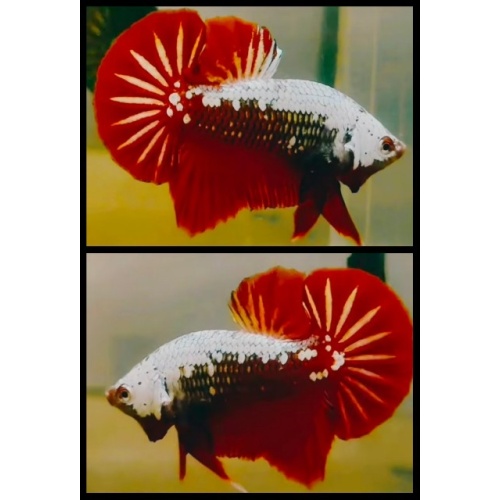 Red Samurai 1