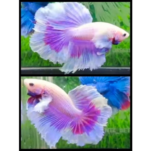 Sweet Pink Butterrly