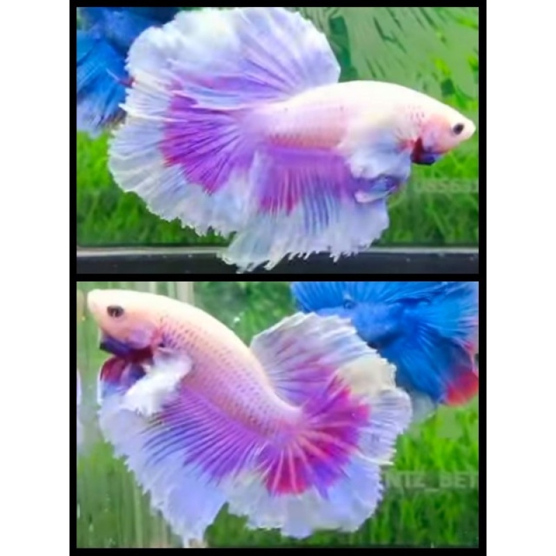 Sweet Pink Butterrly