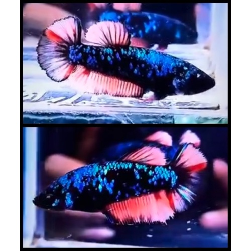 Female Gordon Variation