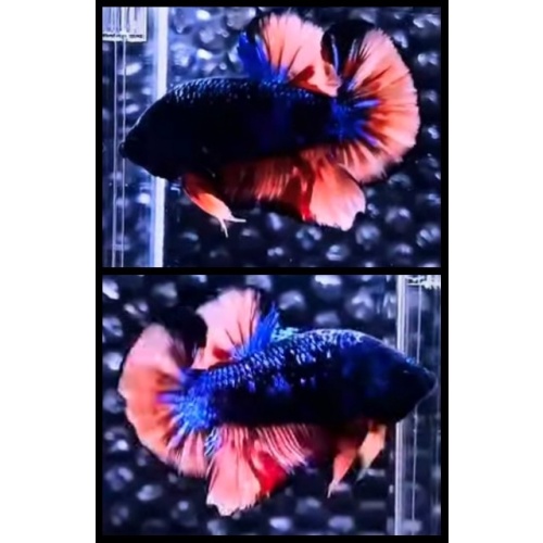 Avatar Gordon Variation
