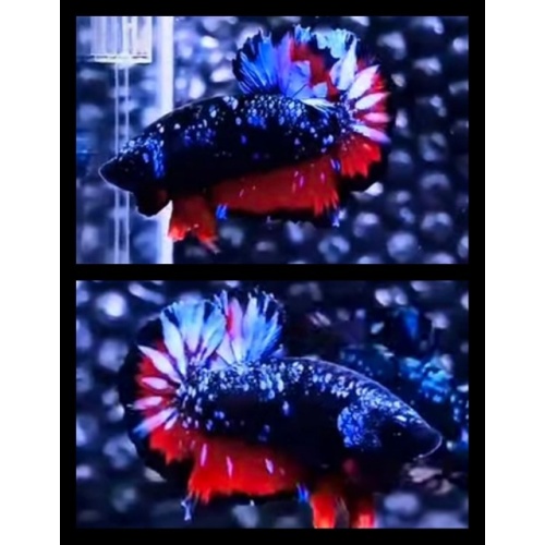 Avatar Gordon Red Variation