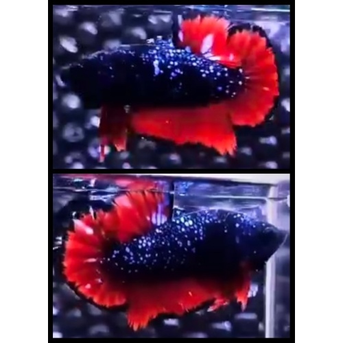 Vampire Nebula Glitter