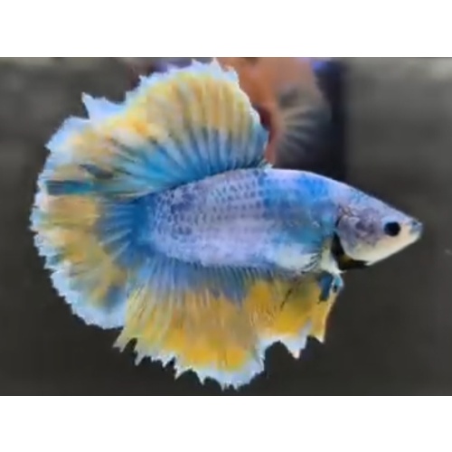 Nice Grizzle Yellow