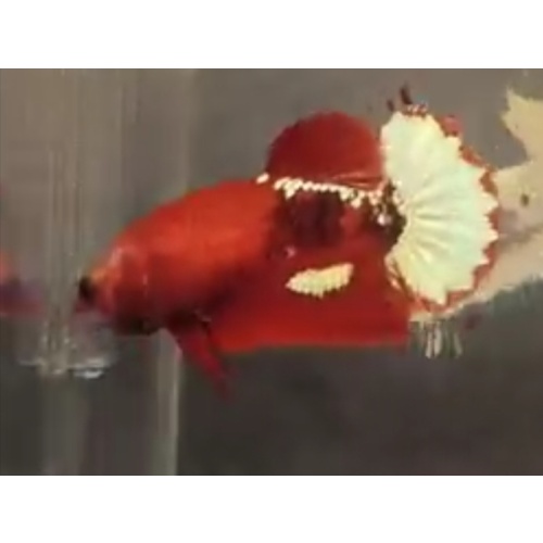 Female Red FCCP Sakura 1