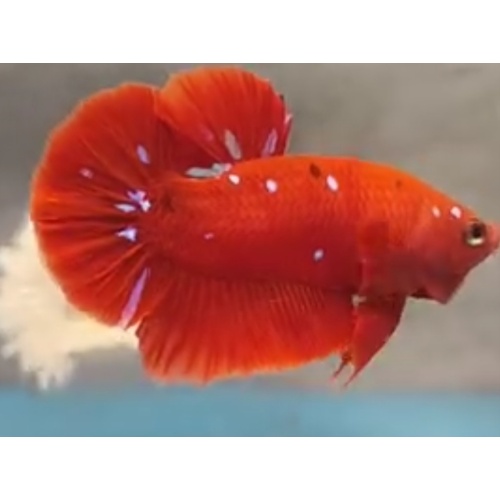 Red Purple 4