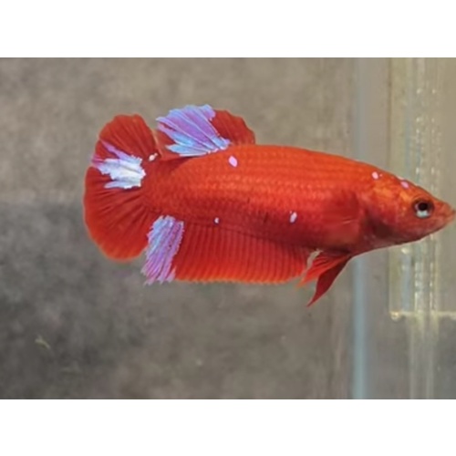 Female Red Purple 1