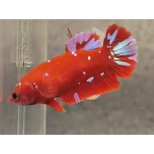 Female Red Purple 2
