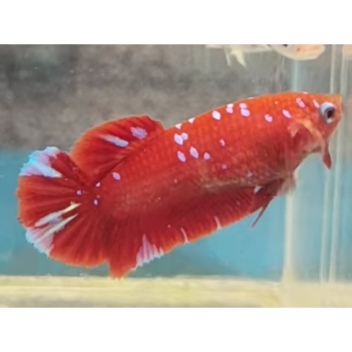 Female Red Purple 3