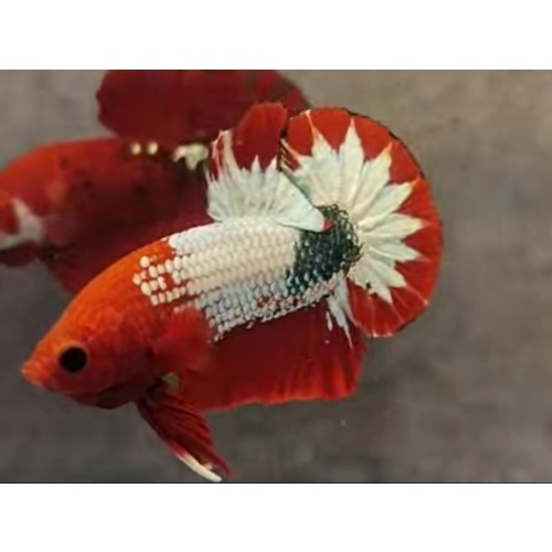 Red FCCP Sakura
